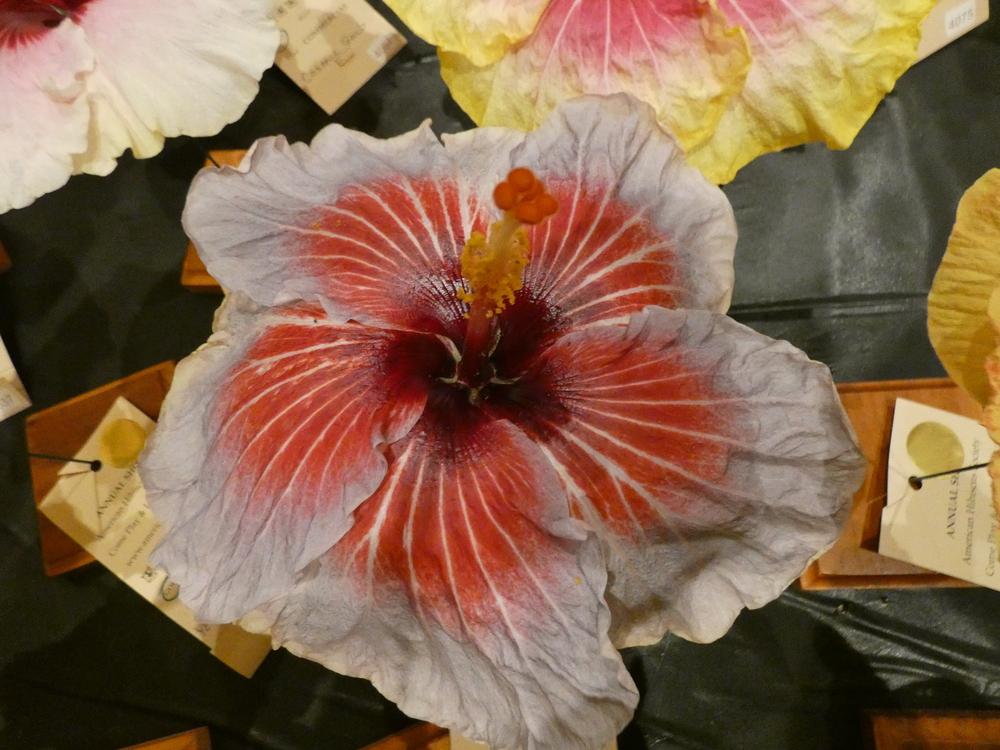 Photo of Tropical Hibiscus (Hibiscus rosa-sinensis 'Rocket's Red Glare') uploaded by mellielong