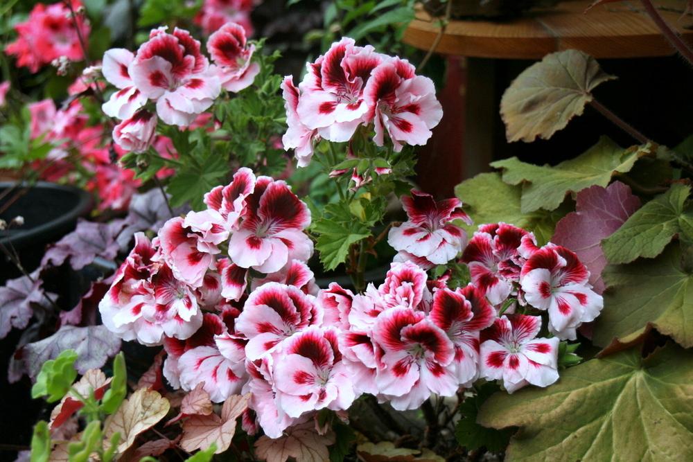 Photo of Regal Geranium (Pelargonium x domesticum Elegance™ Crystal Rose) uploaded by Calif_Sue