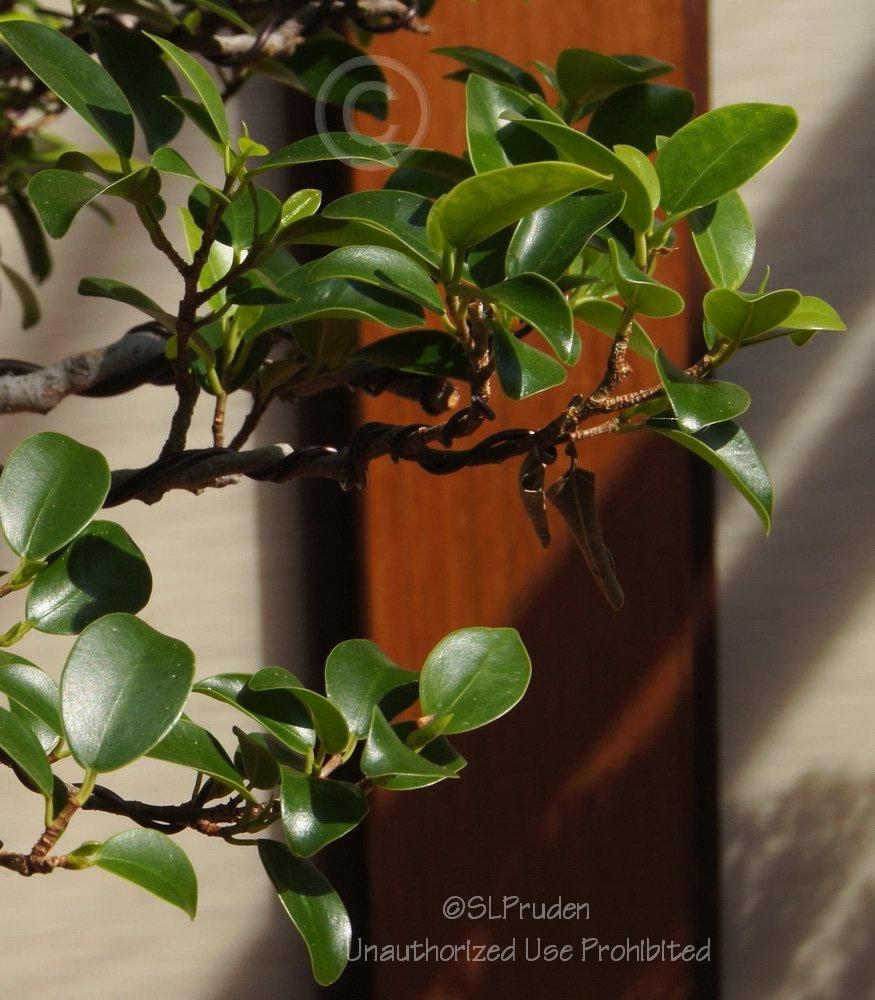 Photo of Ficus retusa uploaded by DaylilySLP