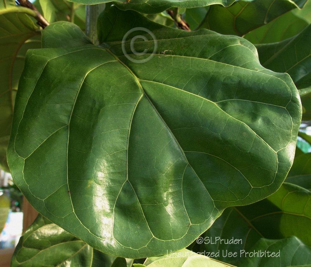 Photo of Fiddle Leaf Fig (Ficus lyrata) uploaded by DaylilySLP