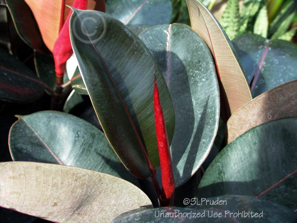 Photo of Rubber Plant (Ficus elastica) uploaded by DaylilySLP