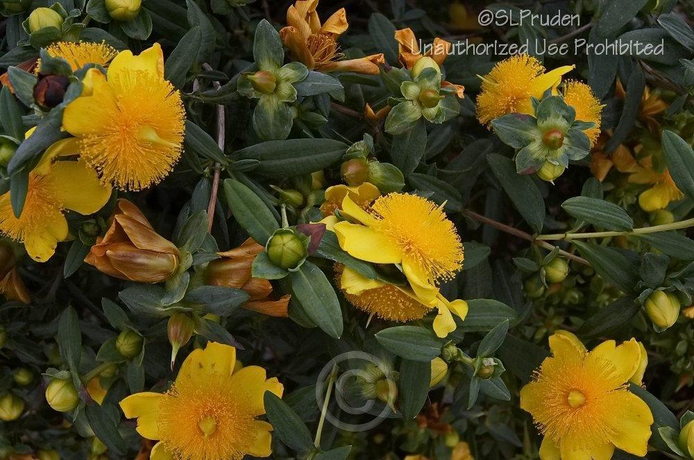Photo of St. John's Wort (Hypericum frondosum 'Sunburst') uploaded by DaylilySLP