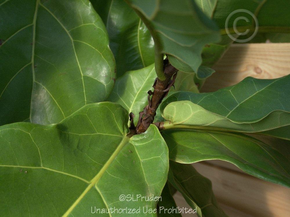 Photo of Fiddle Leaf Fig (Ficus lyrata) uploaded by DaylilySLP