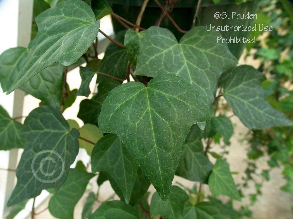 Photo of Canarian Ivy (Hedera canariensis) uploaded by DaylilySLP
