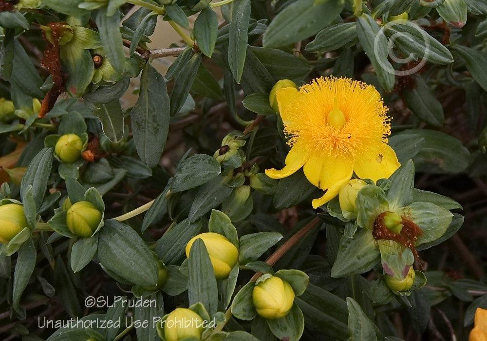 Photo of St. John's Wort (Hypericum frondosum 'Sunburst') uploaded by DaylilySLP