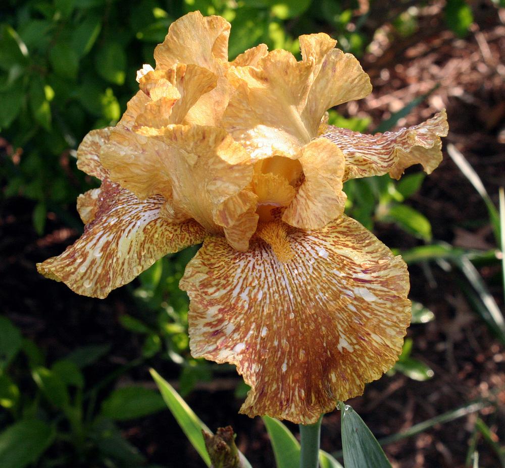 Photo of Tall Bearded Iris (Iris 'Tiger Honey') uploaded by floota