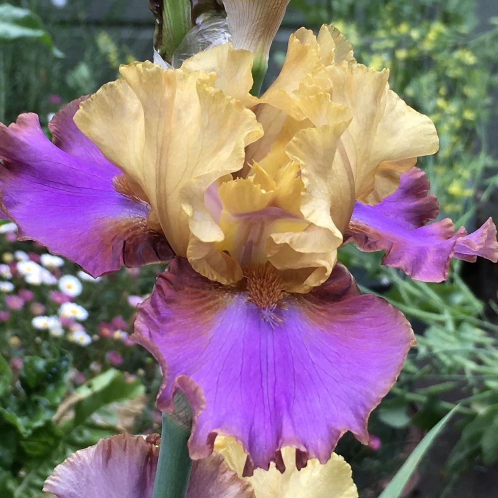 Photo of Tall Bearded Iris (Iris 'Men Are From Mars') uploaded by lilpod13