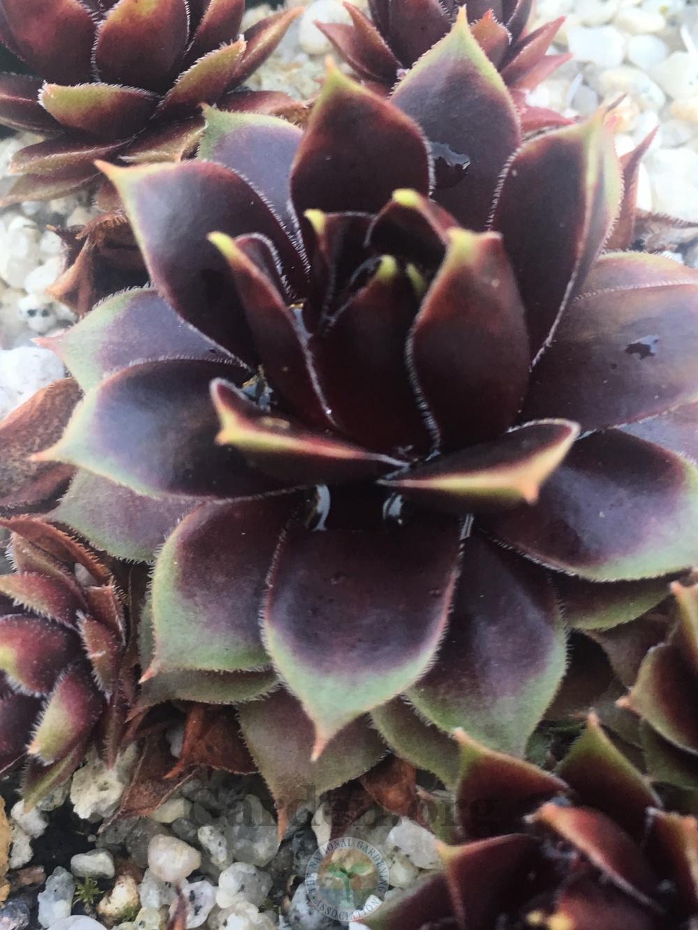 Photo of Hen and Chicks (Sempervivum 'Hayling') uploaded by springcolor