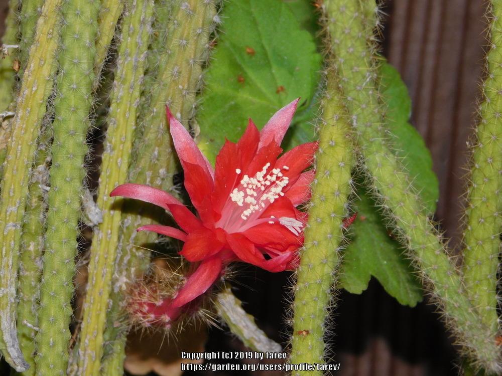 Photo of Junco (Aporocactus martianus) uploaded by tarev