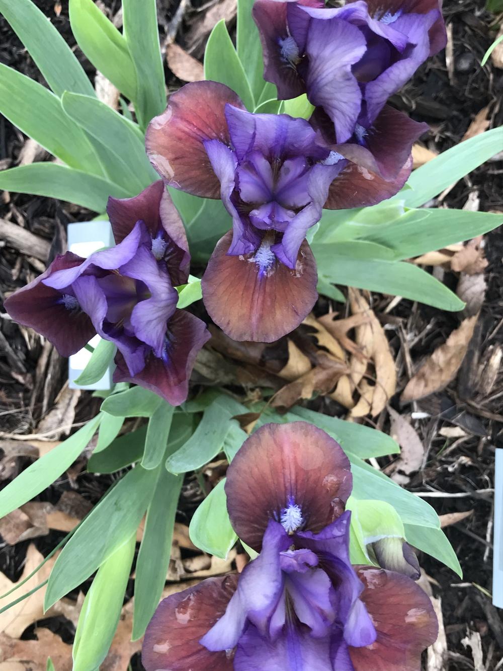 Photo of Standard Dwarf Bearded Iris (Iris 'Flirting Again') uploaded by Legalily