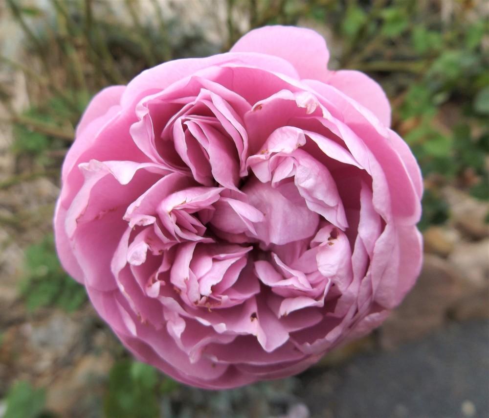 Photo of Rose (Rosa 'Charles Rennie Mackintosh') uploaded by LolaTasmania