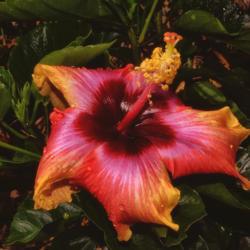 Location: Botanical Gardens of the State of Georgia...Athens, Ga
Date: 2019-05-08
Hibiscus 053