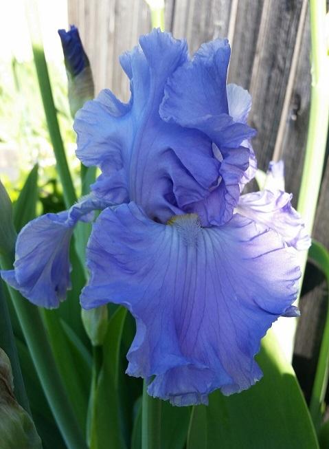 Photo of Tall Bearded Iris (Iris 'Full Tide') uploaded by flowerpower35