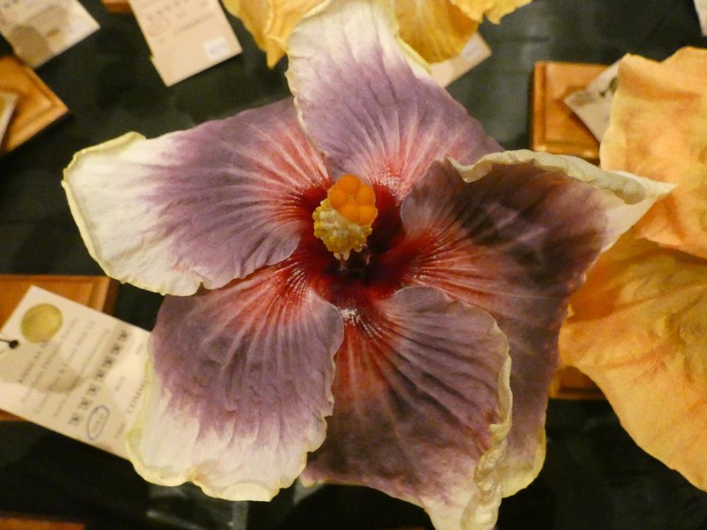 Photo of Tropical Hibiscus (Hibiscus rosa-sinensis 'Tahitian Taui') uploaded by mellielong