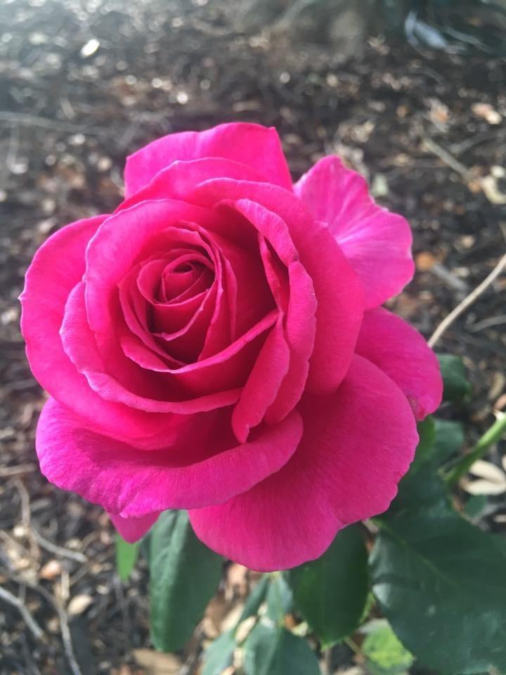 Photo of Rose (Rosa 'Miranda Lambert') uploaded by Lissakayramsey