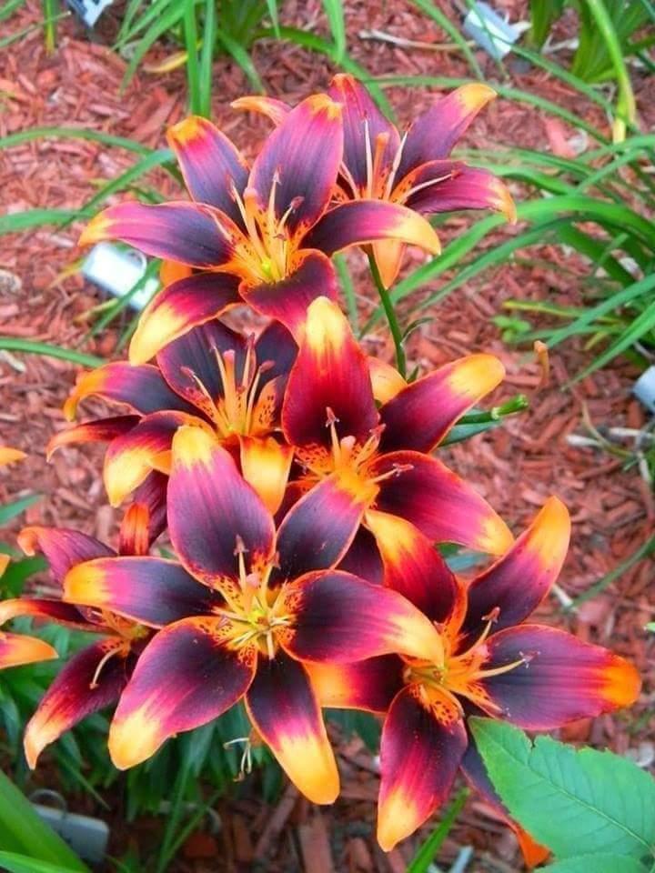 Photo of Asiatic Lily (Lilium 'Forever Susan') uploaded by SpringGreenThumb