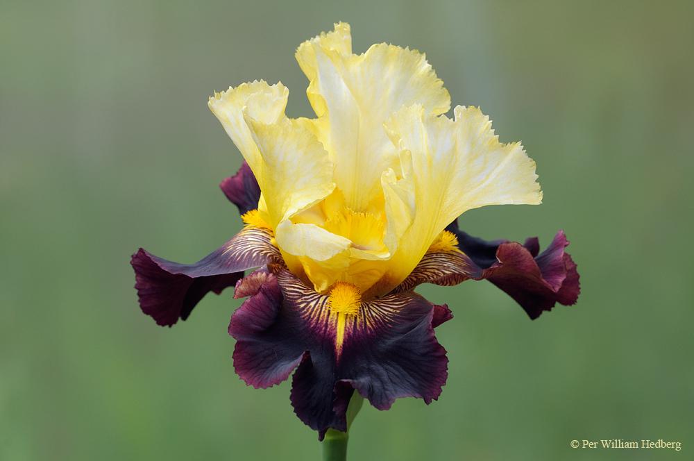 Photo of Tall Bearded Iris (Iris 'Lording It') uploaded by William