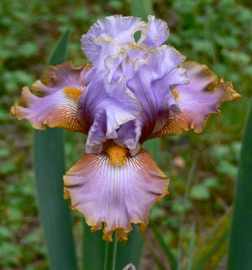 Photo of Tall Bearded Iris (Iris 'Gilt by Association') uploaded by janwax