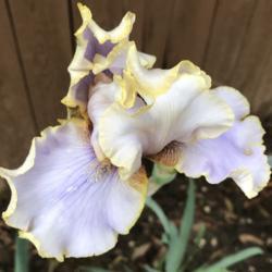 Location: My zone 5 garden.
Date: 2019-05-09
first year - doesn't seem open all the way...