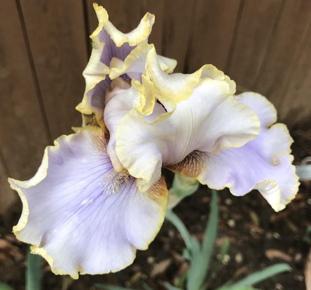 Photo of Tall Bearded Iris (Iris 'Pewter and Gold') uploaded by ljb5966
