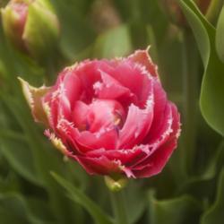 Location: Pennsylvania
Date: 2019-05-03
Tulipa 'Mascotte'