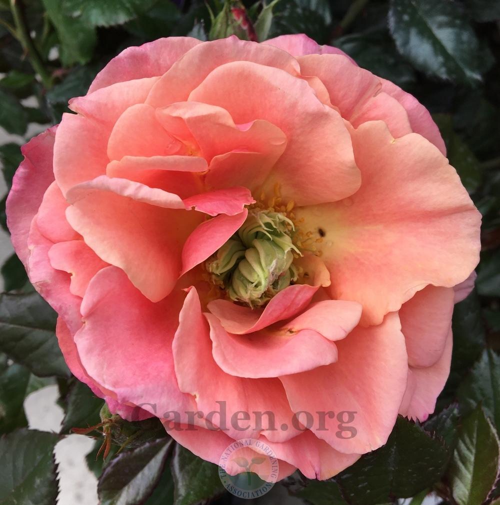 Photo of Rose (Rosa 'Anna's Promise') uploaded by BlueOddish