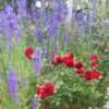 A standout among the Larkspur!