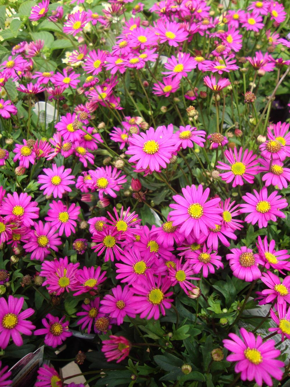 Photo of Swan River Daisy (Brachyscome Radiant Magenta) uploaded by Paul2032