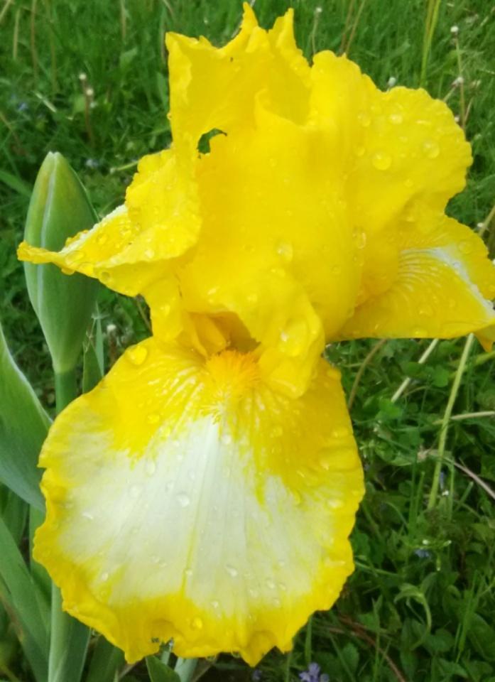 Photo of Intermediate Bearded Iris (Iris 'Bottled Sunshine') uploaded by Tiff2884