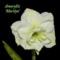 Location: Botanical Gardens of the State of Georgia...Athens, Ga
Date: 2019-05-08
Amaryllis - Marilyn 001 text