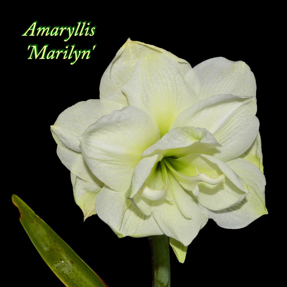 Photo of Amaryllis (Hippeastrum 'Marilyn') uploaded by dawiz1753