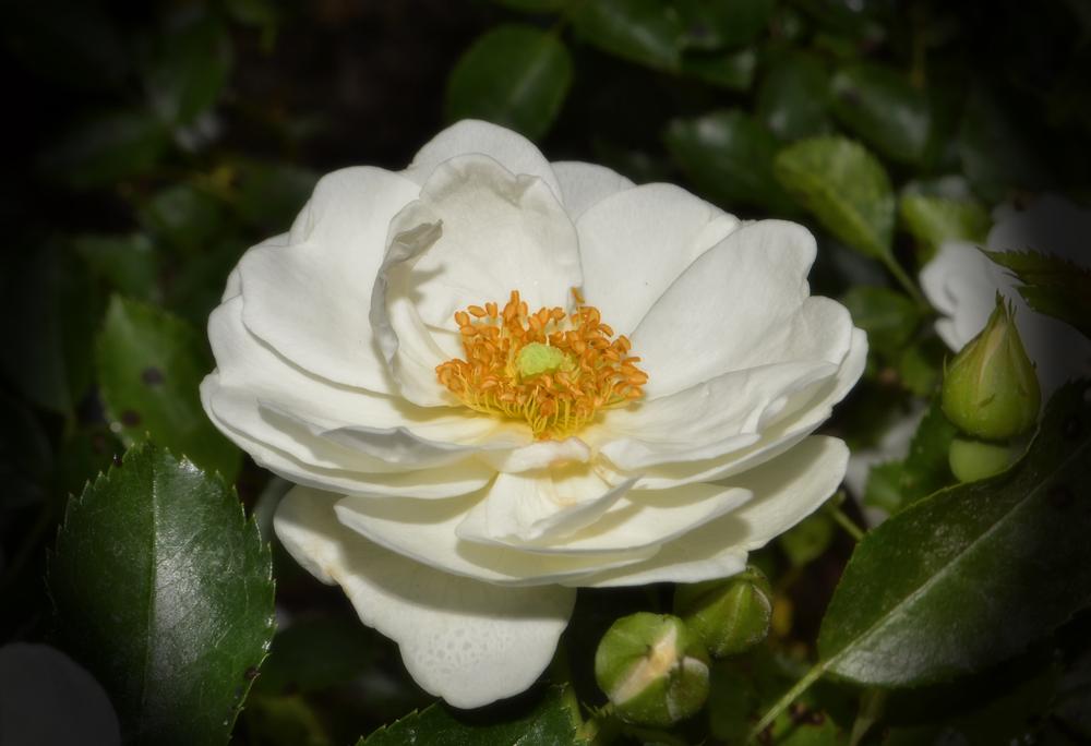Photo of Floribunda Rose (Rosa 'Innocencia') uploaded by dawiz1753