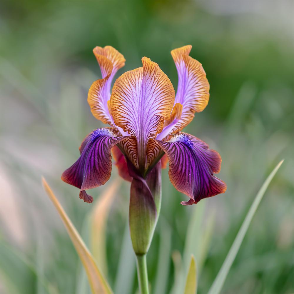 Photo of Arilbred Iris (Iris 'Stolon Ginger') uploaded by dirtdorphins