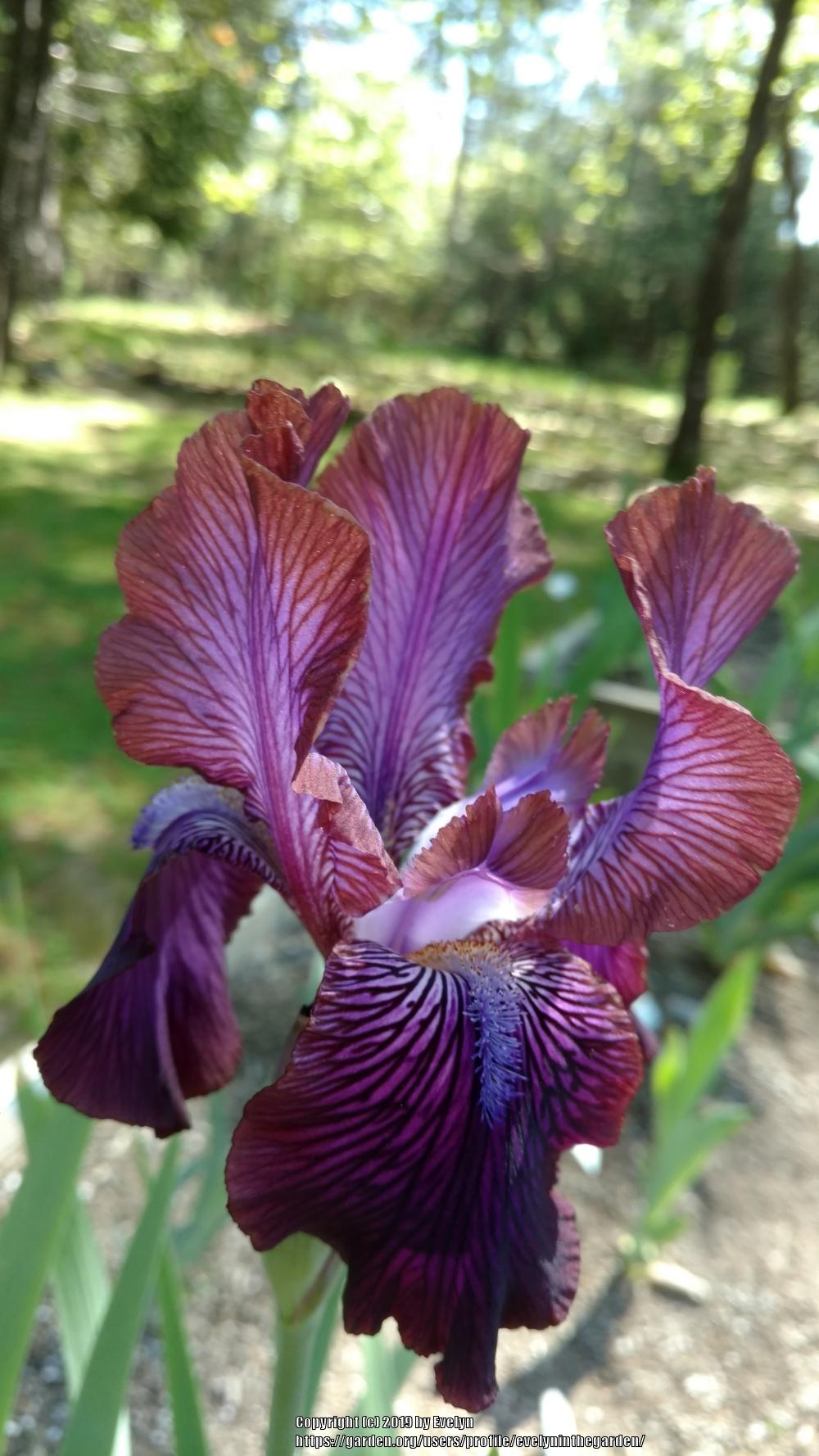 Photo of Arilbred Iris (Iris 'Afrosiab') uploaded by evelyninthegarden