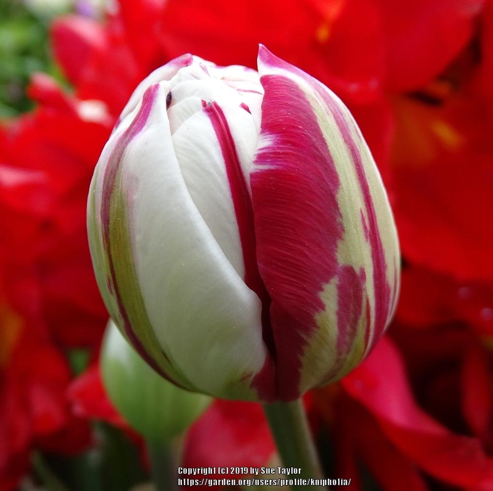 Photo of Peony-FloweredTulip (Tulipa 'Carnaval de Nice') uploaded by kniphofia