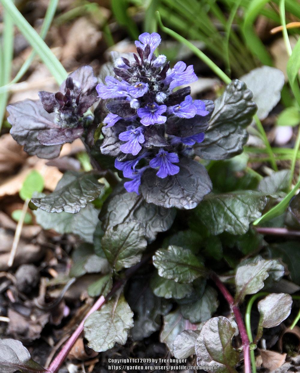 Photo of Bugleweed (Ajuga reptans Black Scallop™) uploaded by treehugger