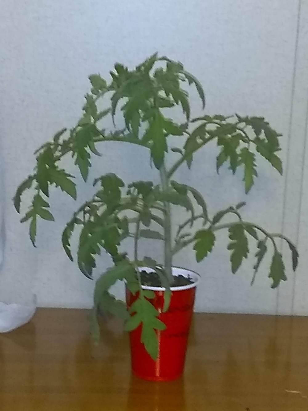 Photo of Tomato (Solanum lycopersicum 'Mountain Princess') uploaded by BetNC