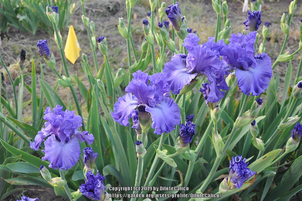Photo of Tall Bearded Iris (Iris 'Lavender Lemonade') uploaded by DiluteCalico