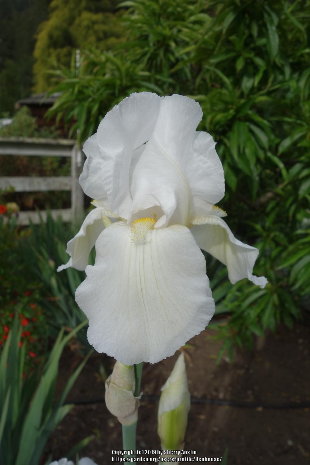 Photo of Tall Bearded Iris (Iris 'New Snow') uploaded by Henhouse