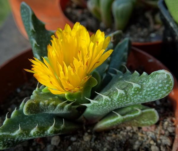 Photo of Tiger Jaws (Faucaria tigrina) uploaded by Orsola