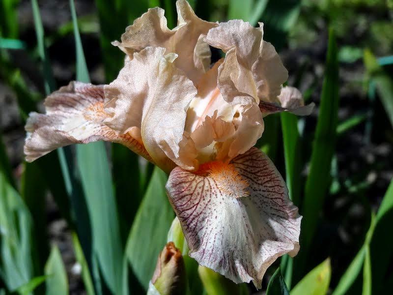 Photo of Standard Dwarf Bearded Iris (Iris 'Music') uploaded by Orsola
