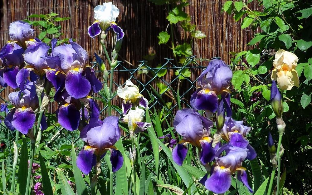 Photo of Tall Bearded Iris (Iris 'Lent A. Williamson') uploaded by Orsola