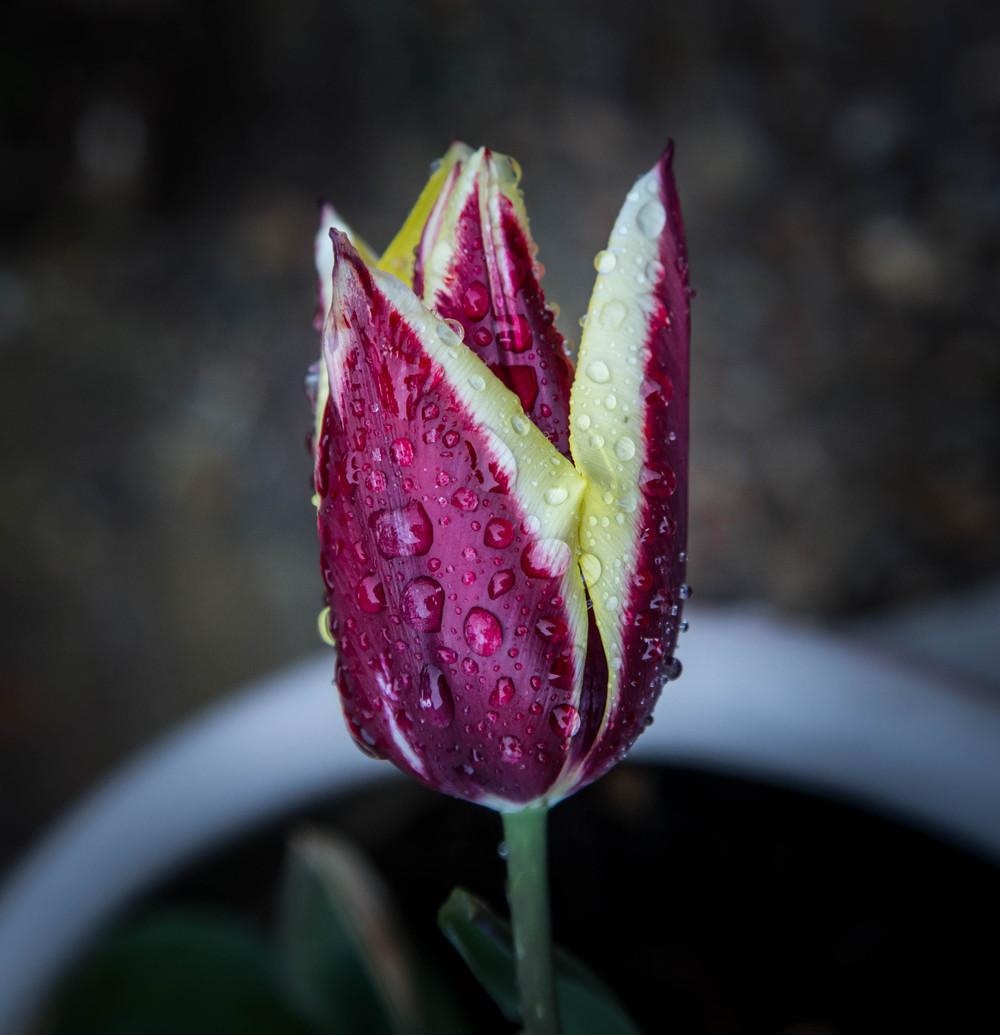 Photo of Triumph Tulip (Tulipa 'Gavota') uploaded by baeGarden