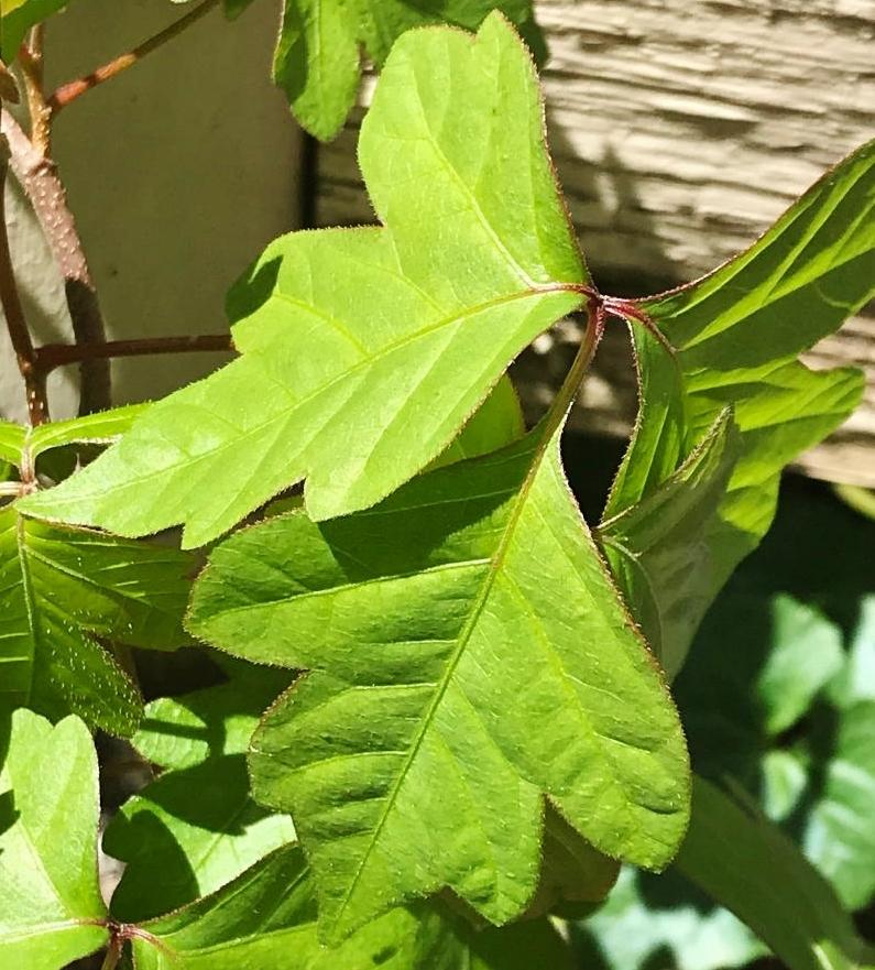 Photo of Poison Ivy (Toxicodendron radicans) uploaded by cwhitt