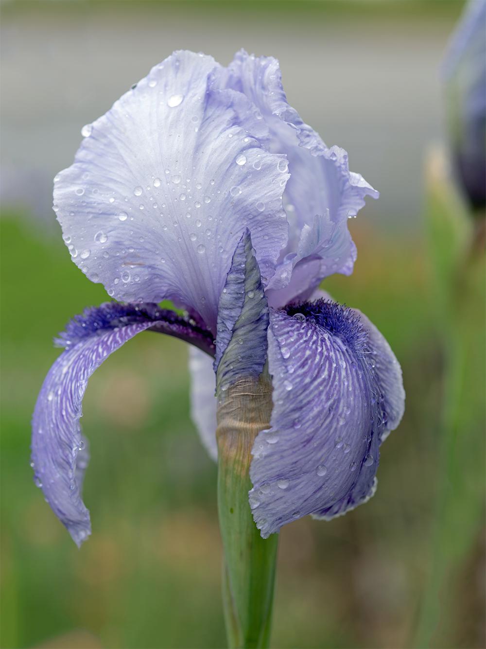 Photo of Arilbred Iris (Iris 'Tul Kerem') uploaded by dirtdorphins