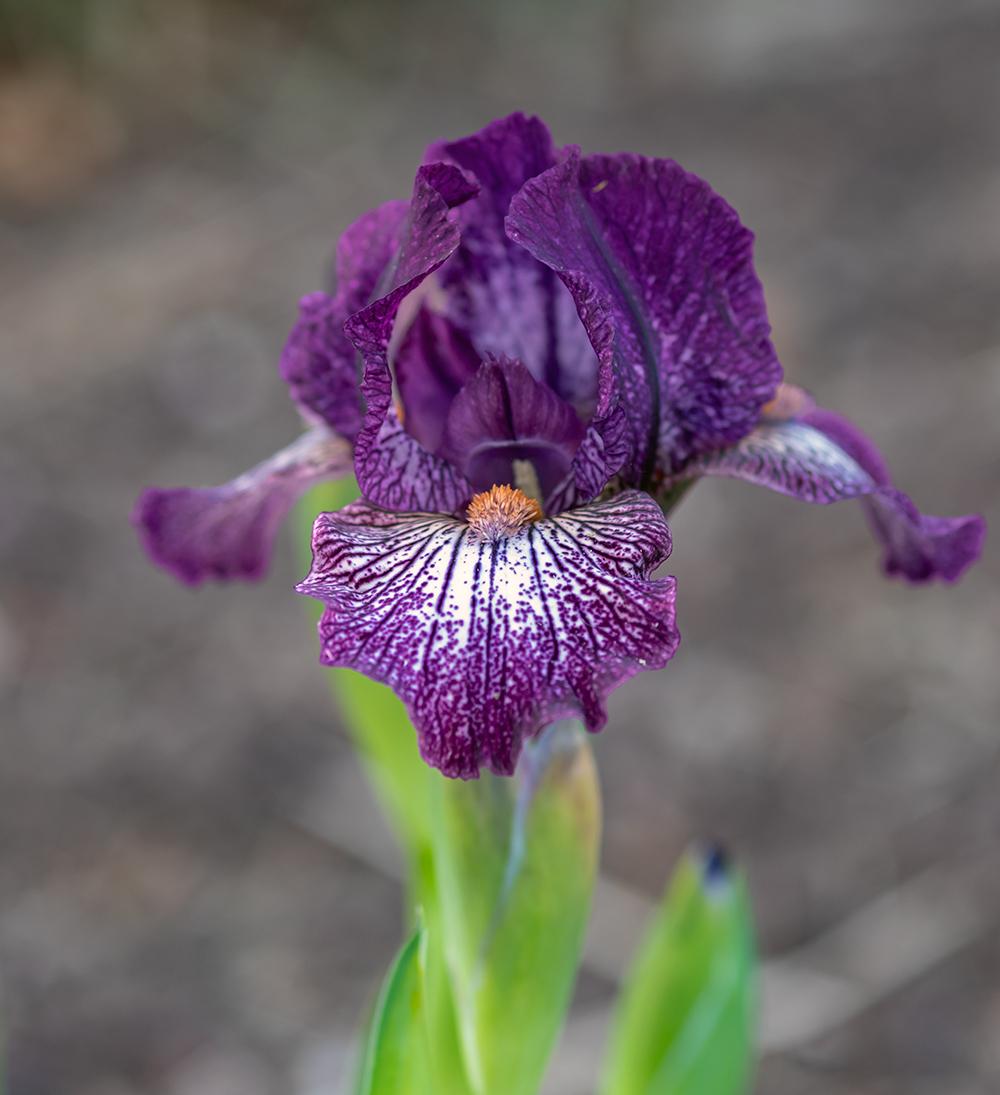 Photo of Standard Dwarf Bearded Iris (Iris 'Retort') uploaded by dirtdorphins