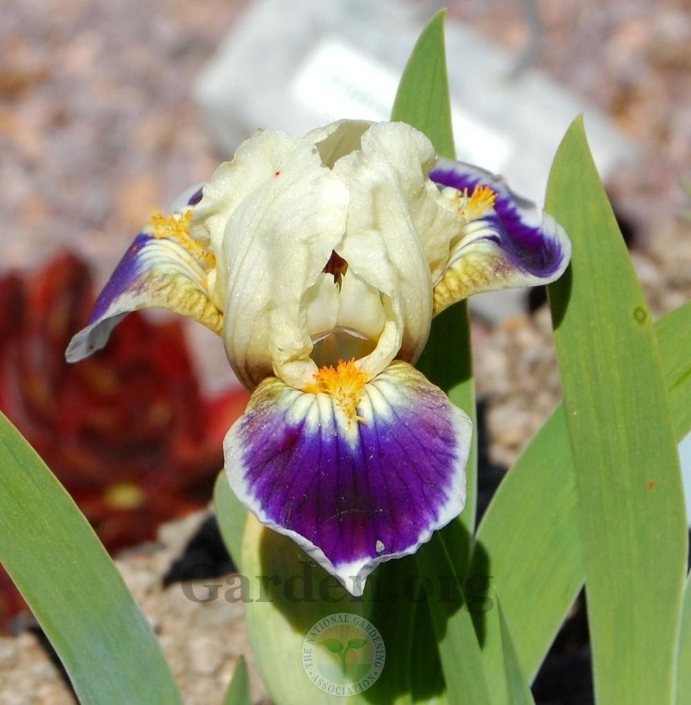 Photo of Miniature Dwarf Bearded Iris (Iris 'Boink') uploaded by valleylynn