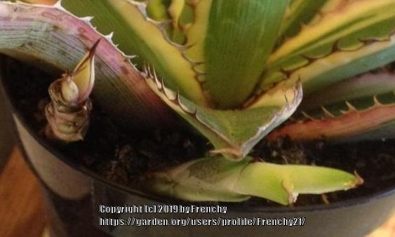 Photo of Center Stripe Agave (Agave lophantha 'Quadricolor') uploaded by Frenchy21