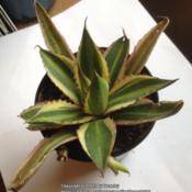 Rescued sale plant