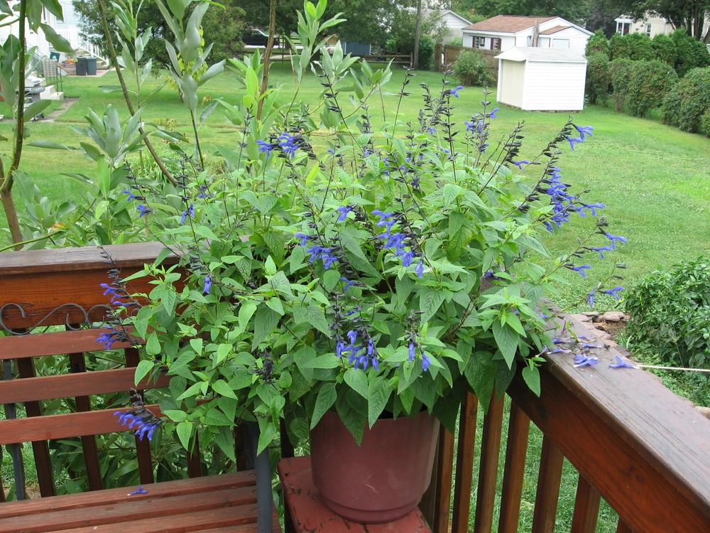 Photo of Anise-Scented Sage (Salvia coerulea 'Black and Blue') uploaded by ILPARW